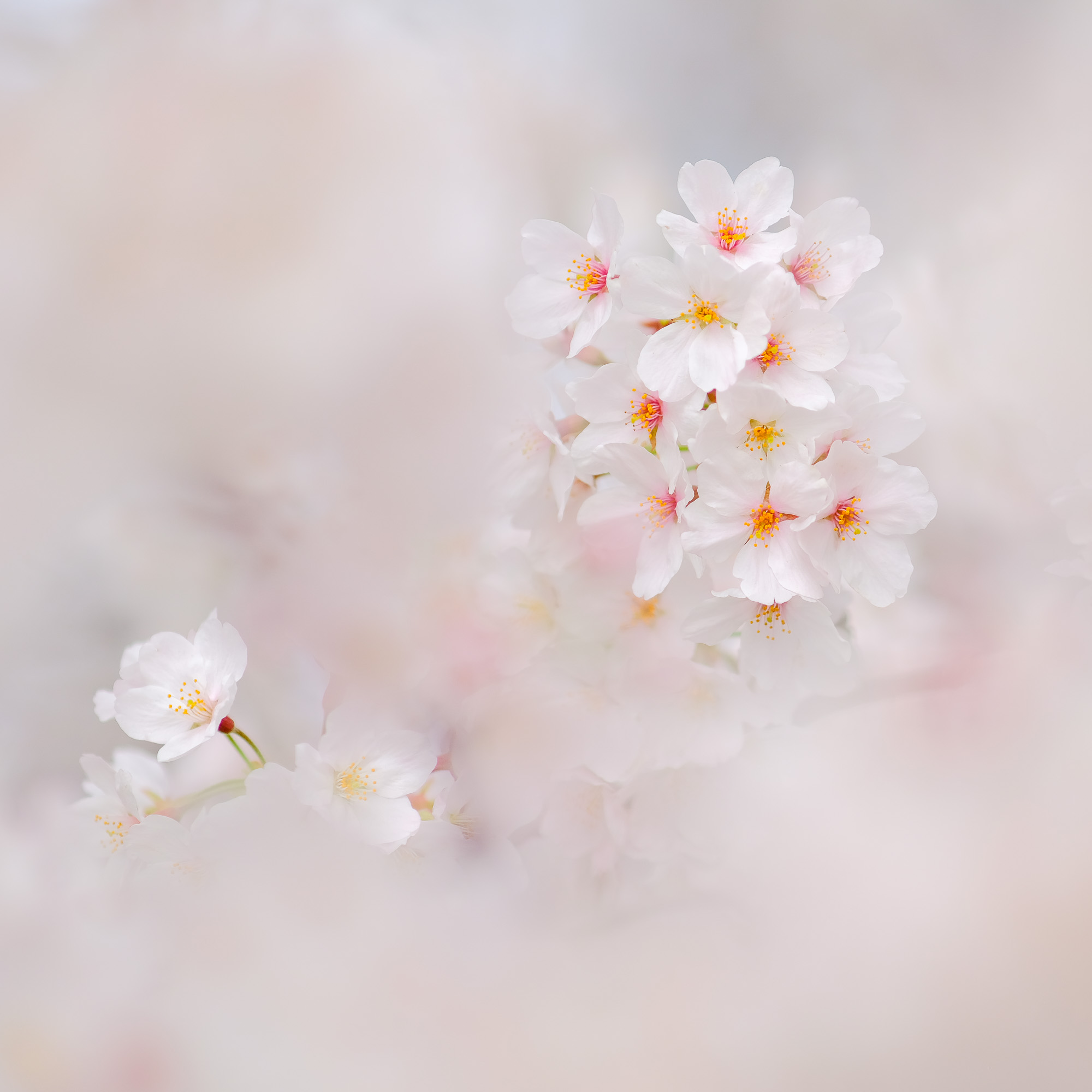望遠で撮る桜 - 記憶と記録
