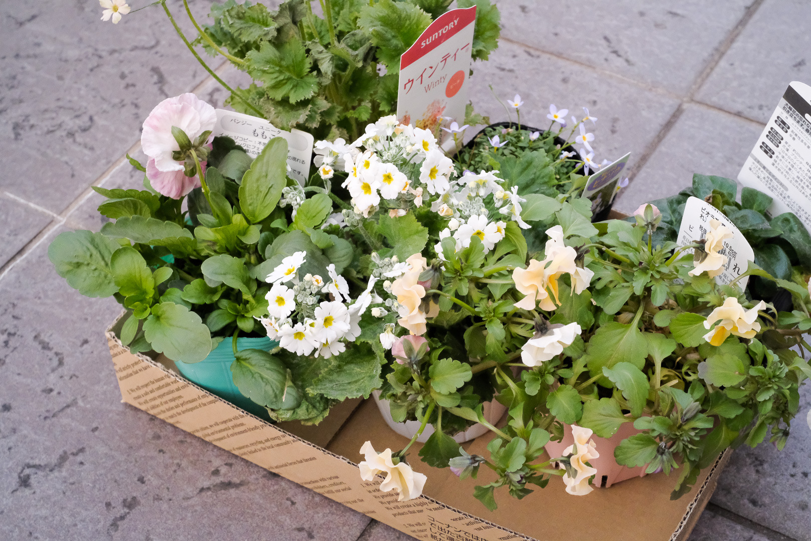 春に向けて準備 - kotaの雑記帳