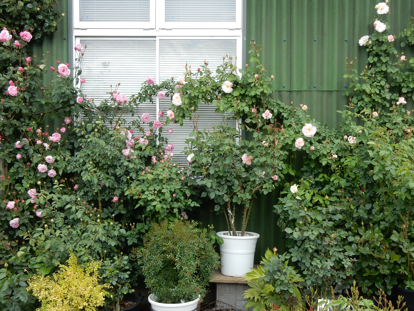 後藤みどりさんのショップ、山梨県のROSA VERTEに行ってきた - kotaの 