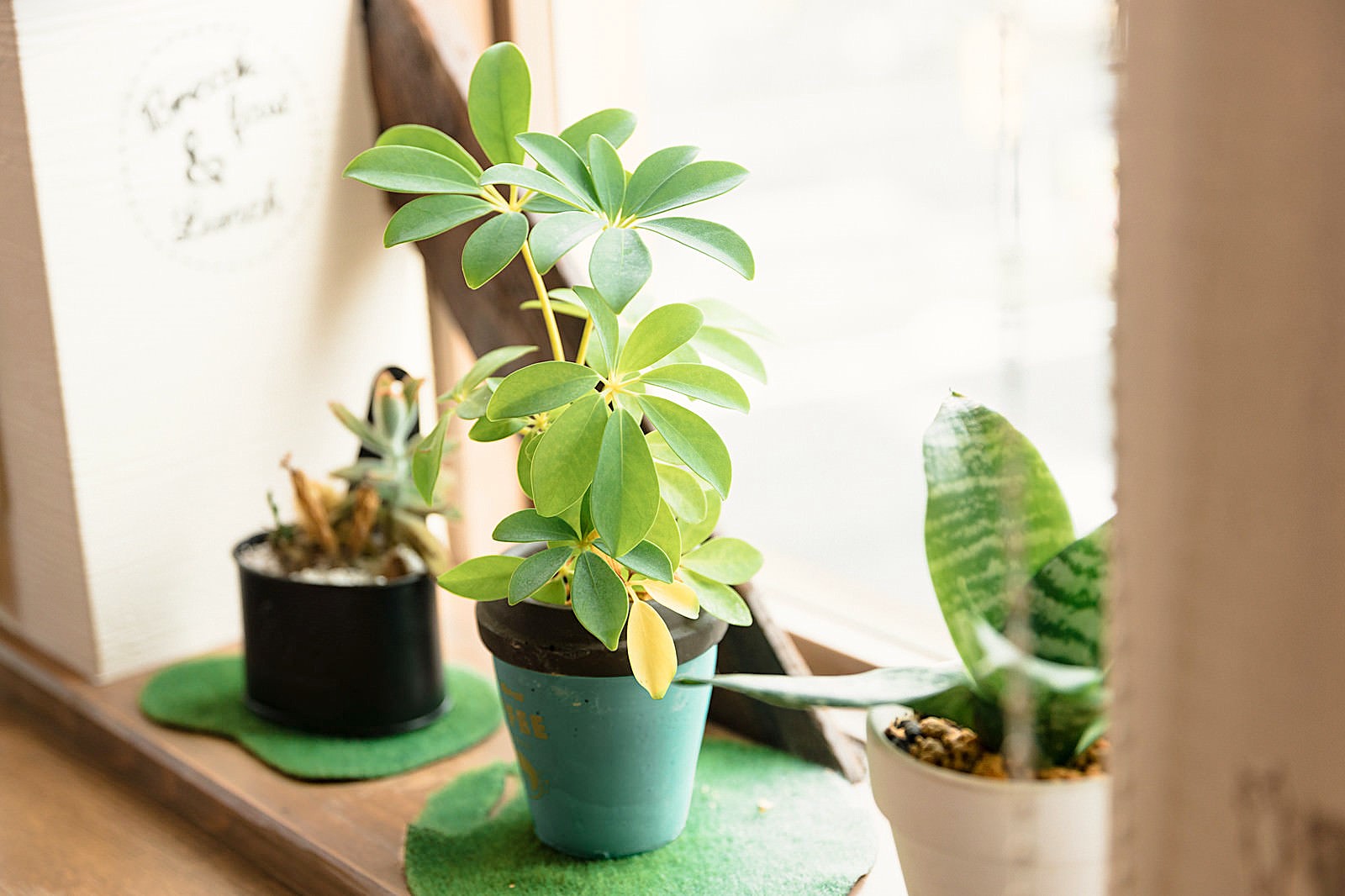 植物の苗を植え付けるコツ：根だけでなく、苗の土もほぐす - kotaの雑記帳