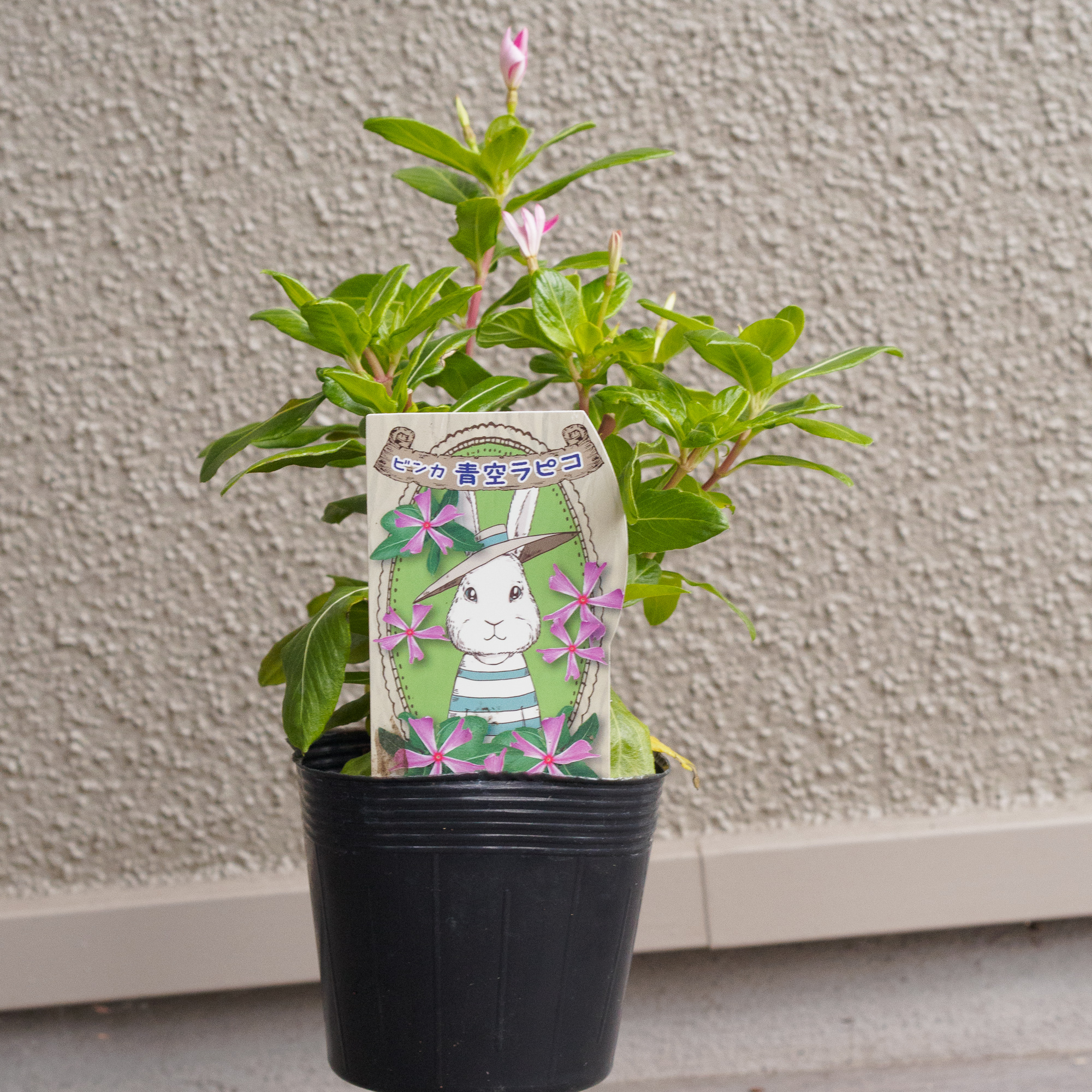 梅雨が明けた！ ニチニチソウ 青空ラピコを購入 - kotaの雑記帳