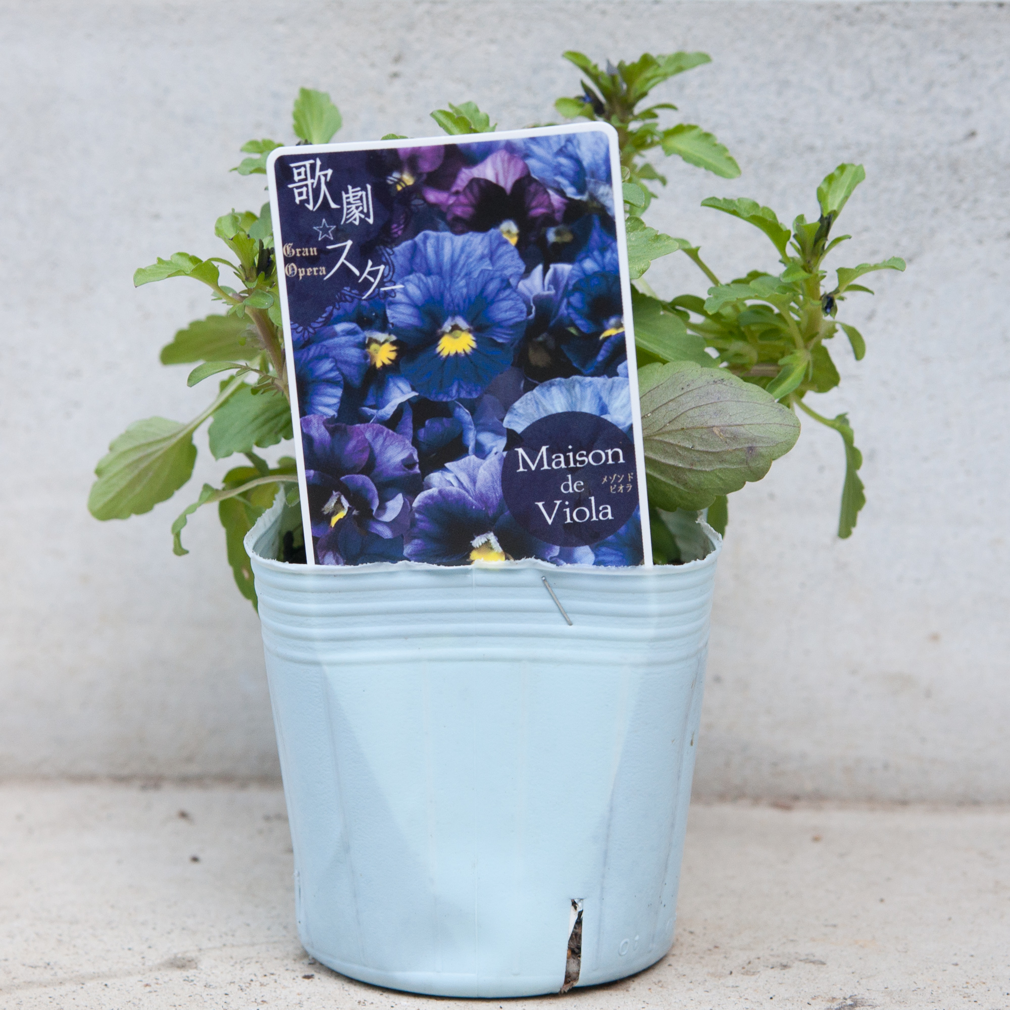 Gレア♡メゾンドビオラ♡歌劇スター♡３号♡ポットごと宅急便コンパクト メゾンドビオラさんのビオラ、歌劇スターを購入 - kotaの雑記帳