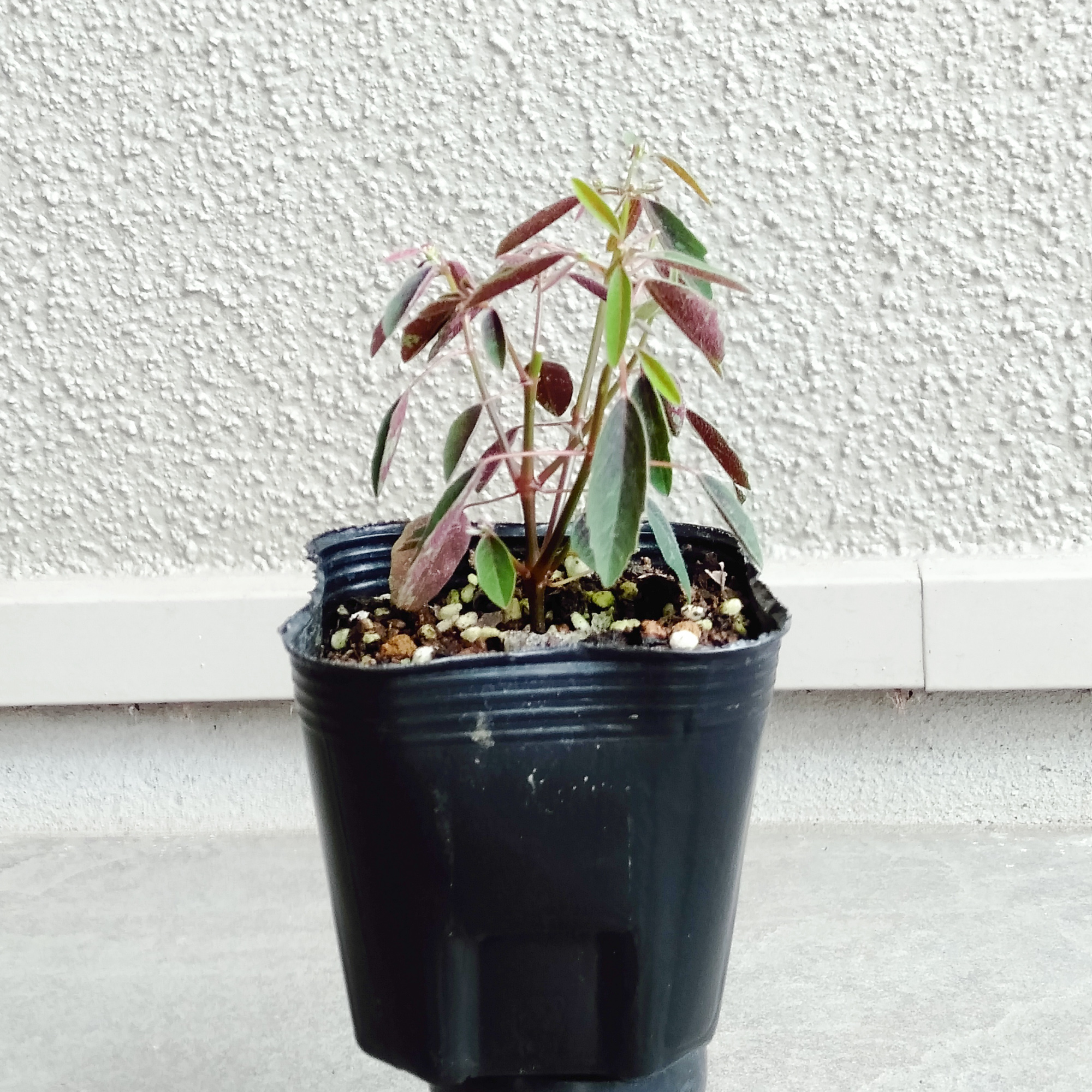 まだ早いけど、PW ユーフォルビア ピンクフロストを購入した - kotaの