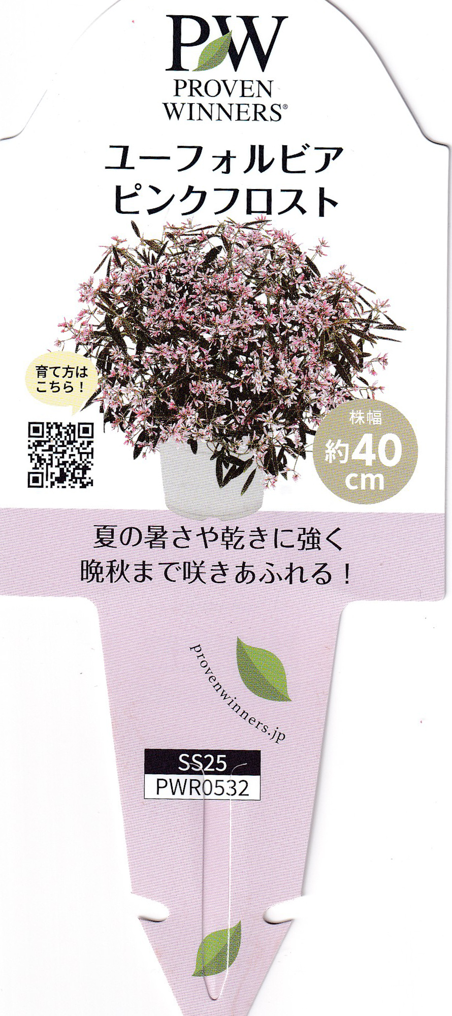 まだ早いけど、PW ユーフォルビア ピンクフロストを購入した - kotaの