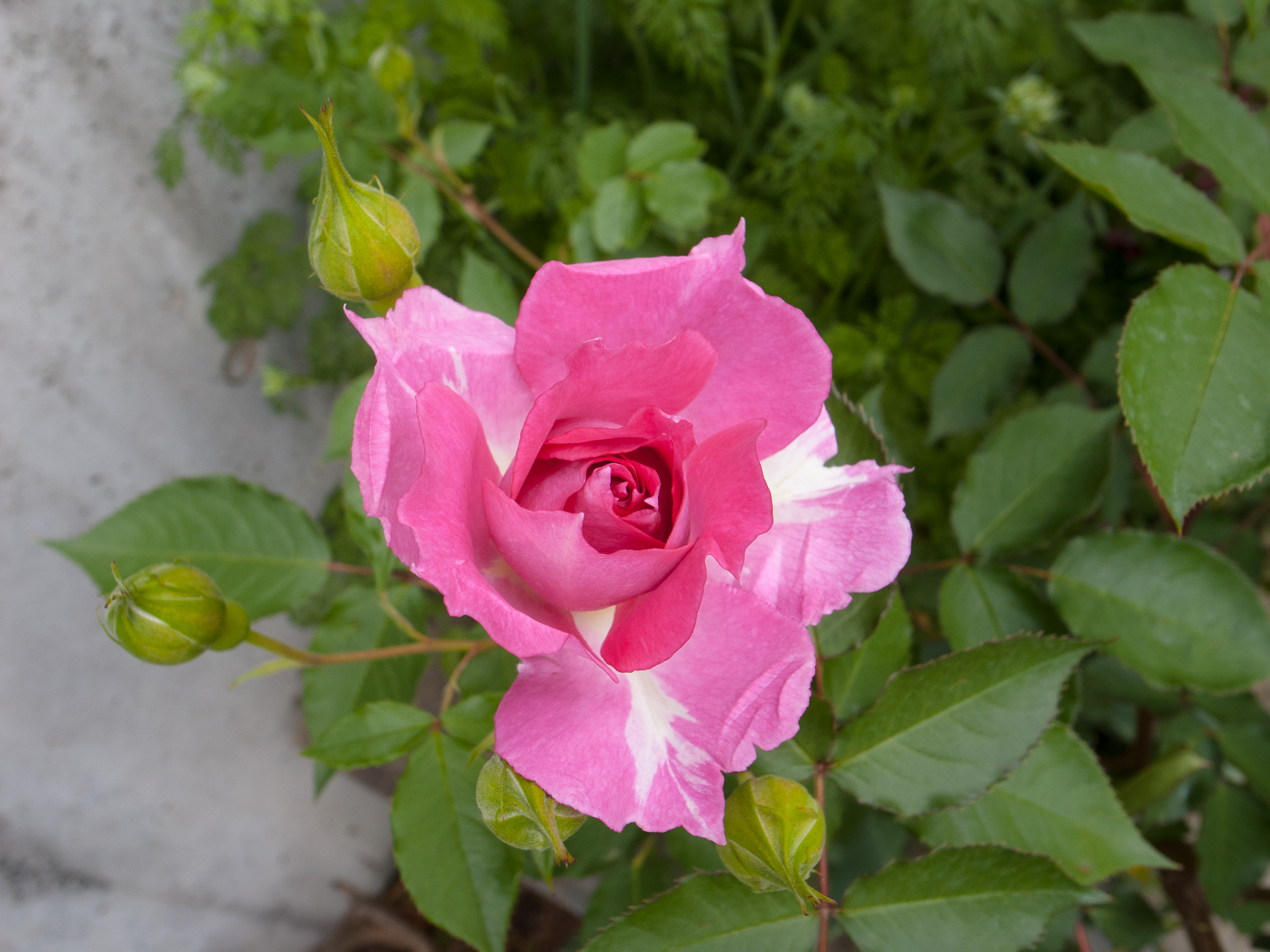 バラ シェエラザードは花持ちが良いだけでなく、綺麗な状態が長持ち