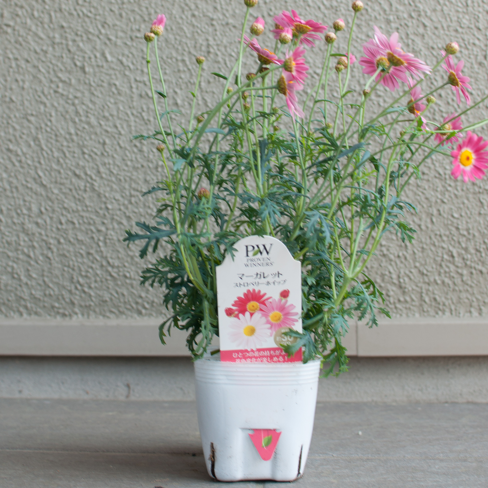 花ページ 今から始める 春夏の花の満開作戦 - kotaの雑記帳