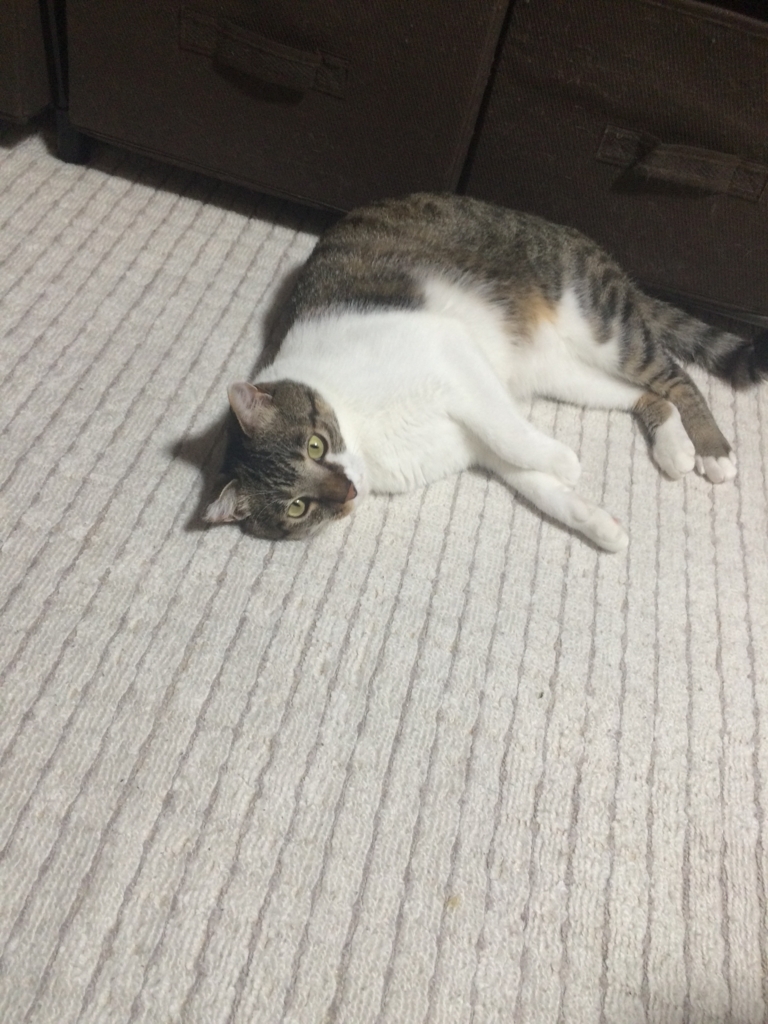 f:id:kota_uni:20170712200919j:plain