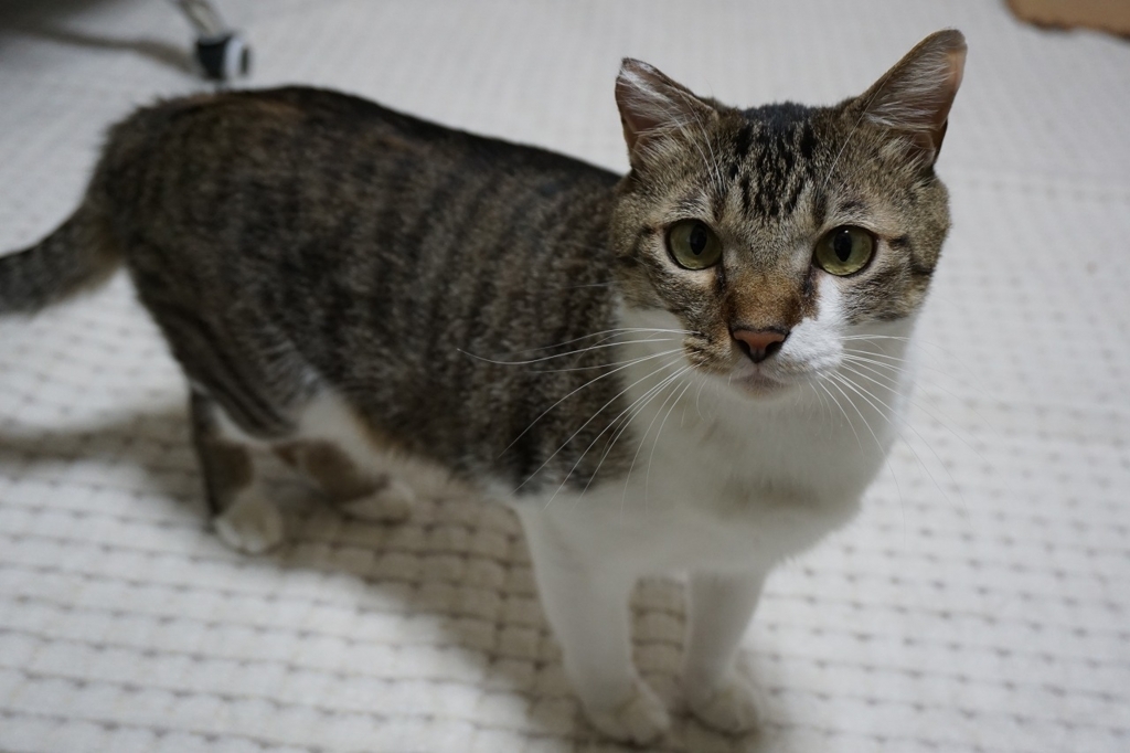 f:id:kota_uni:20170906212913j:plain