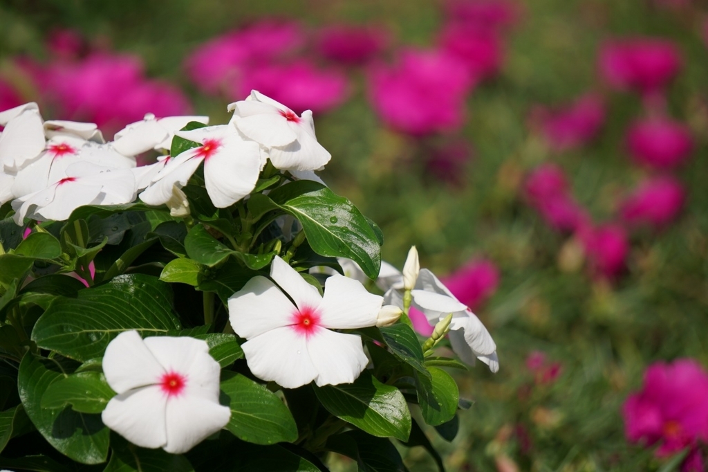 f:id:kota_uni:20170925111534j:plain