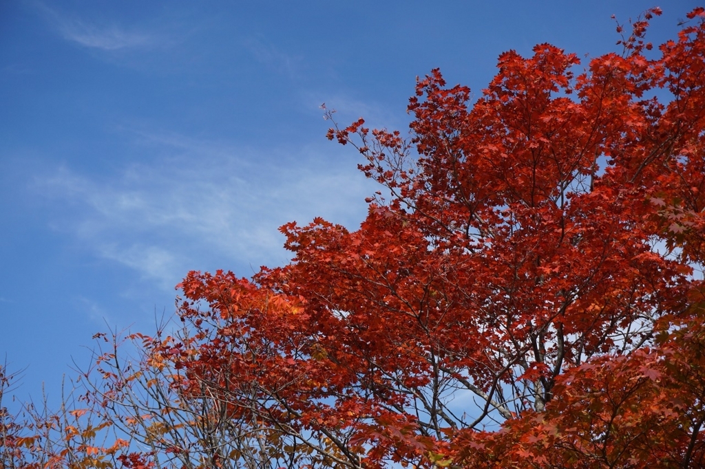 f:id:kota_uni:20171011222512j:plain