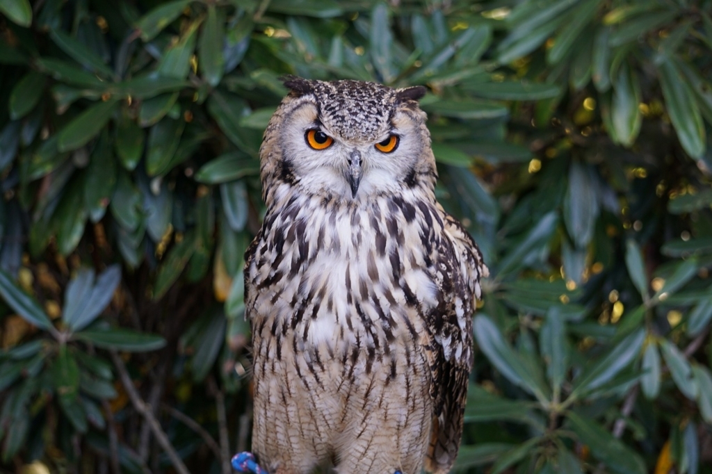 f:id:kota_uni:20171011224230j:plain