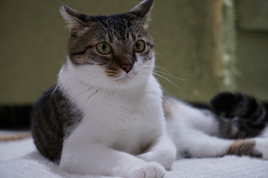 f:id:kota_uni:20171019211856j:plain