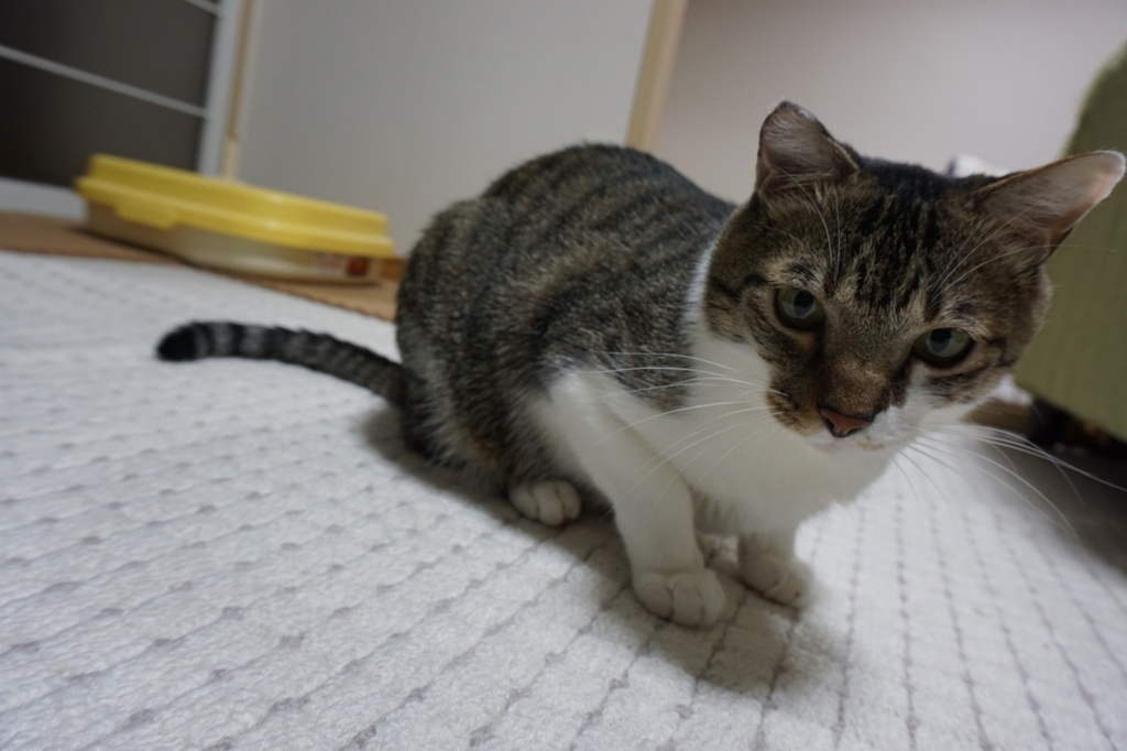 f:id:kota_uni:20171019211916j:plain