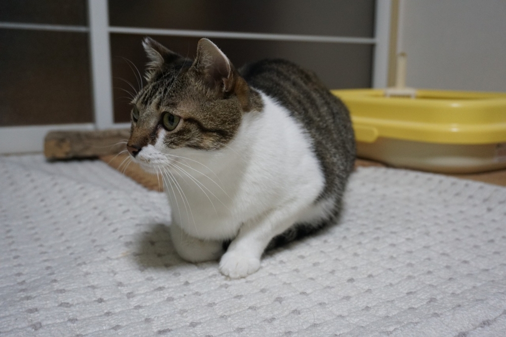 f:id:kota_uni:20171019211936j:plain