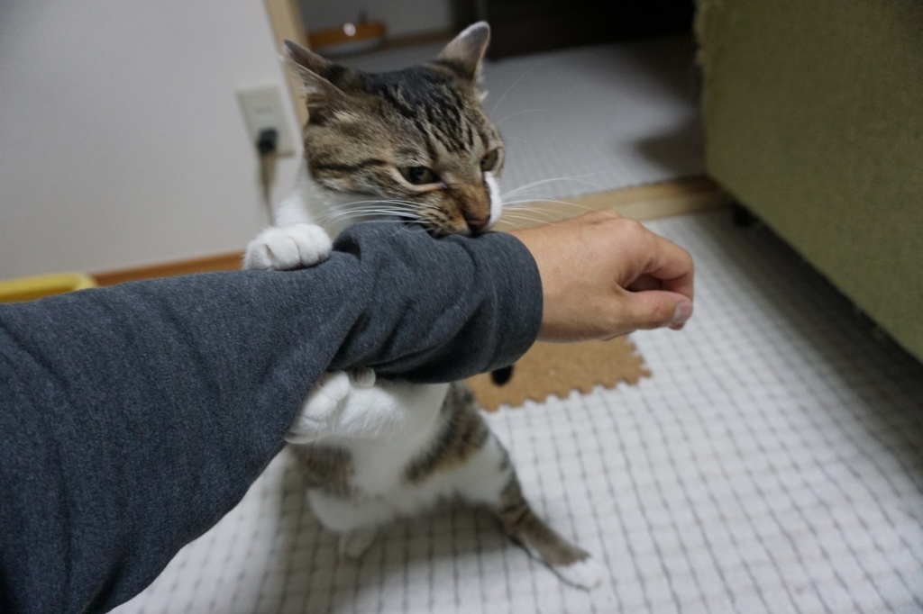 f:id:kota_uni:20171019212004j:plain