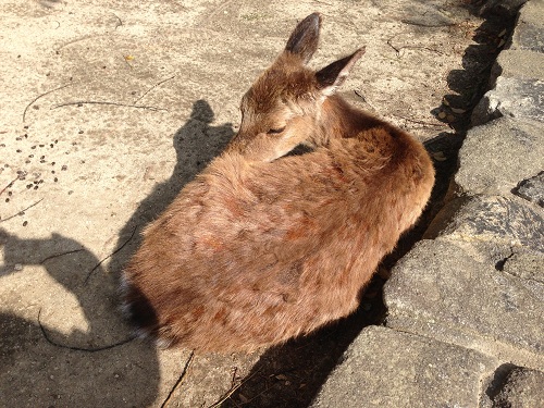 deer No-1