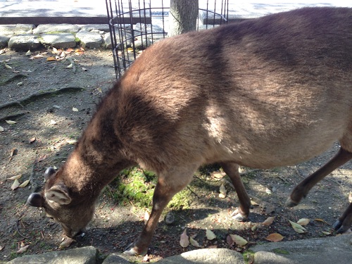 deer No-2