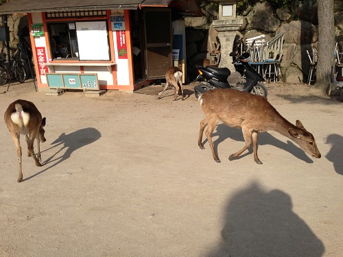 deer No-1