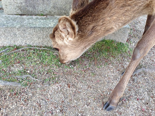 deer No-2