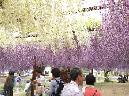 Wisteria Park  No-3