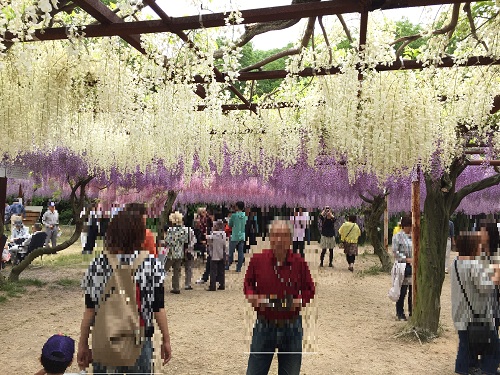 Wisteria Park  No-4