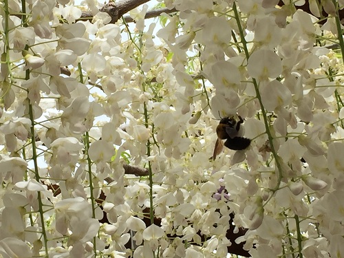 Wisteria Park  No-5