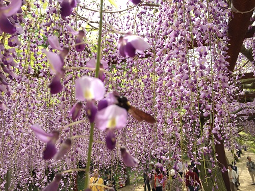 Wisteria Park  No-6