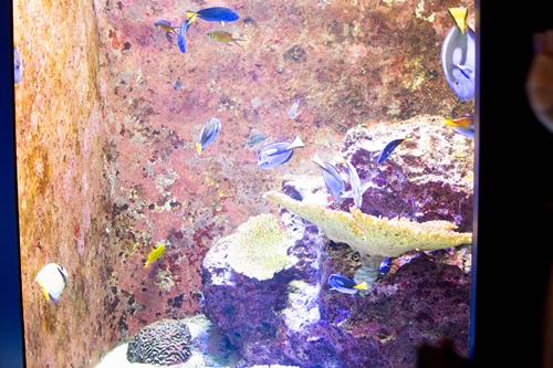 Churaumi Aquarium  No-2