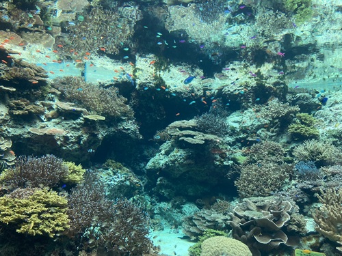 Churaumi Aquarium  No-3