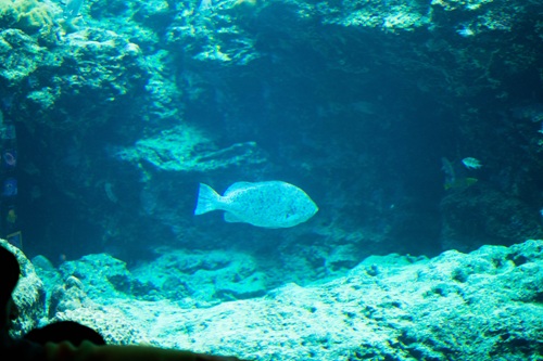 Churaumi Aquarium  No-4