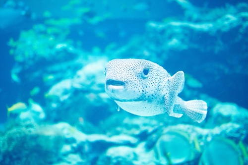Churaumi Aquarium  No-5