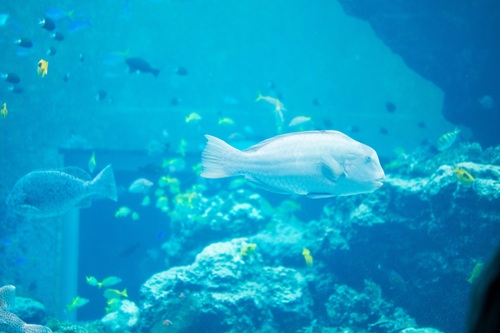 Churaumi Aquarium  No-6