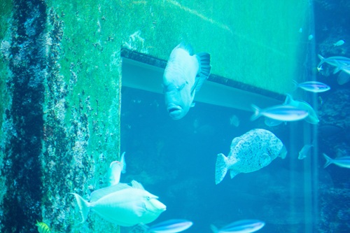 Churaumi Aquarium  No-7
