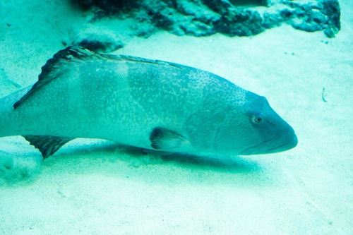 Churaumi Aquarium  No-8
