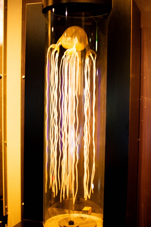 Churaumi Aquarium  No-10