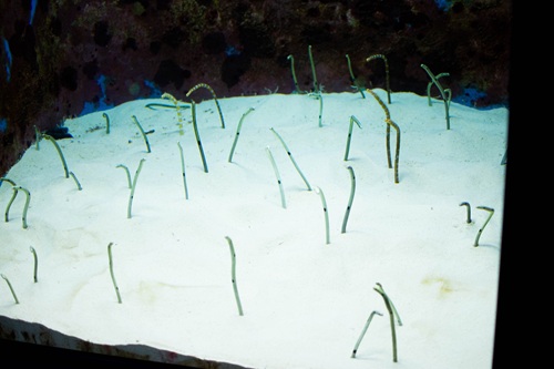 Churaumi Aquarium  No-11