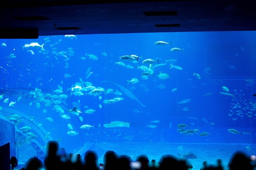 Churaumi Aquarium  No-13