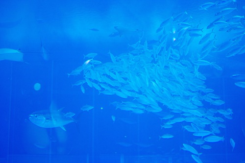 Churaumi Aquarium  No-14