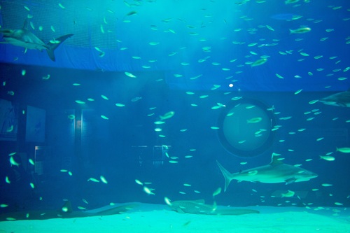 Churaumi Aquarium  No-15