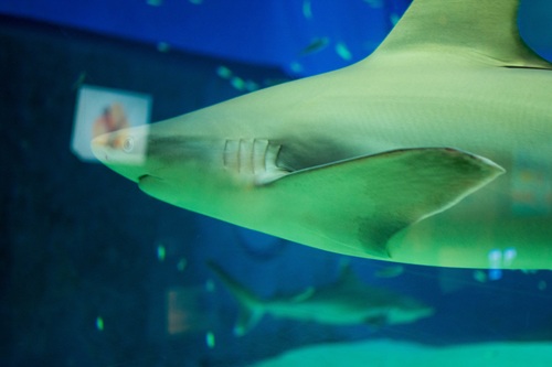 Churaumi Aquarium  No-16
