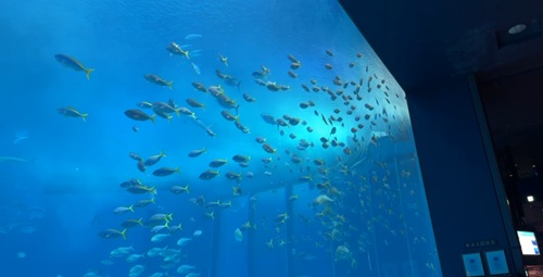 Churaumi Aquarium  No-18