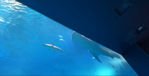 Churaumi Aquarium  No-19