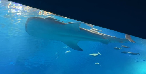 Churaumi Aquarium  No-20