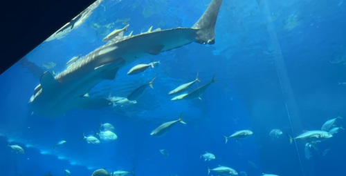 Churaumi Aquarium  No-21