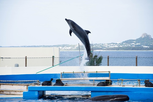 Churaumi Aquarium  No-2