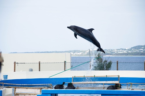 Churaumi Aquarium  No-3