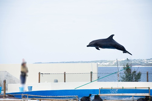Churaumi Aquarium  No-4