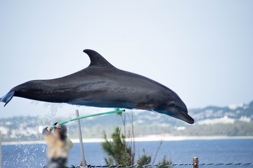Churaumi Aquarium  No-7