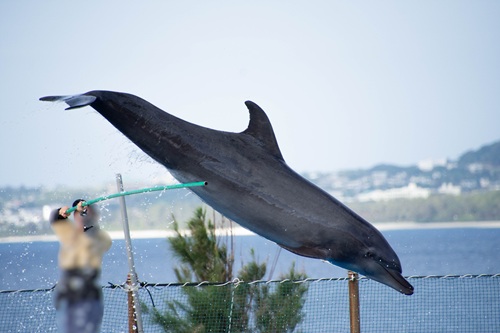 Churaumi Aquarium  No-8