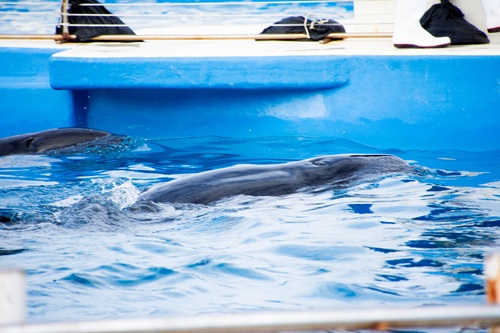 Churaumi Aquarium  No-9